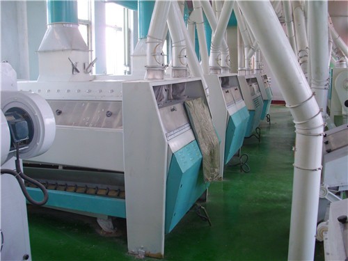 Corn Golden Rice Production Line