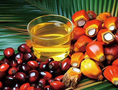 Palm Fruit Oil vs Palm Kernel Oil: What the Difference Means for Your Processing Plant