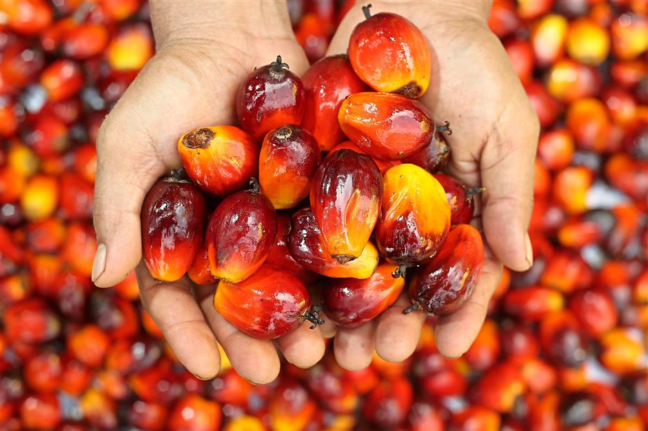 Palm kernel cracking and pressing line