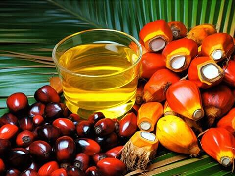 Edible Oil Extraction Equipment